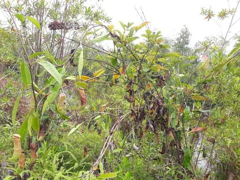 Pitcher tree 库存照片