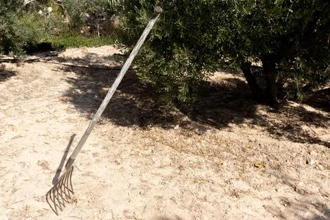 Pitchfork in Field with Olive Trees Stock Photos