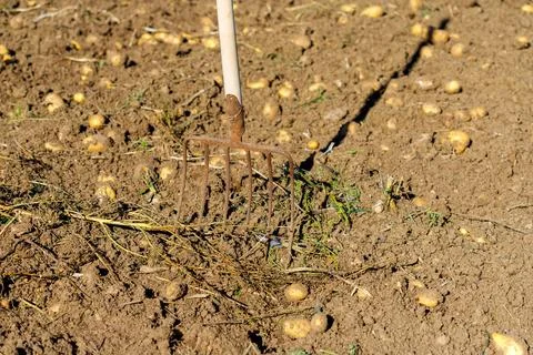 Pitchfork in Field with Potatoes 库存照片
