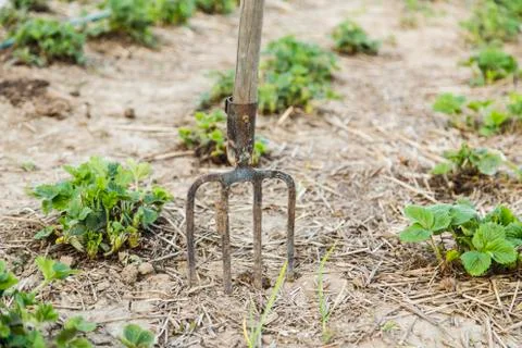 Pitchfork in the ground closeup Stock Photos