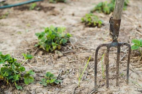Pitchfork in the ground closeup Stock Photos