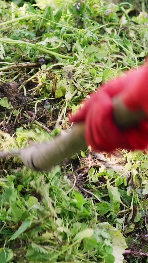 Pitchfork is stuck into the weeds to be transferred to the compost heap Stock Footage 269393424