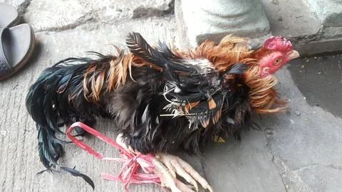 Pithik walik 스톡 사진