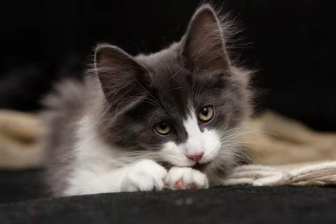 The pitiful eyes of a cute cat Stock Photos