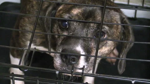 A pitiful little dog in a cage looking very sad 스톡 동영상 40715275