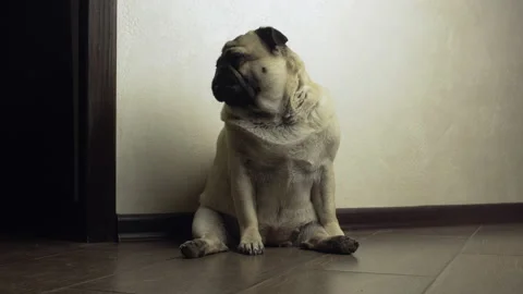 Pitiful, lonly, sad pug dog in the funny sitting pose. Home alone Video stock 96635536