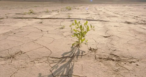Pitiful sad look at small green plant growing out of dry, cracked yellow desert Video stock 245981259