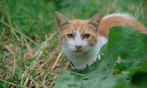 Pitiful stare of a stray cat Stock Photos