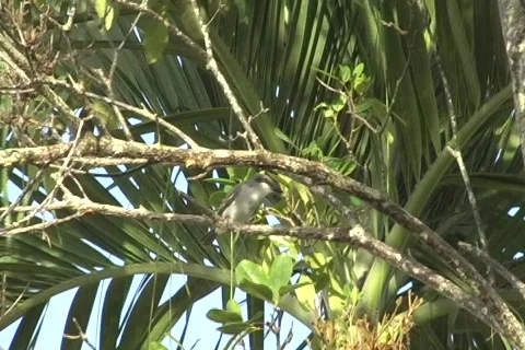 Pitirre - Gray Kingbird 1 Stock Footage 678353