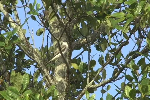 Pitirre - Gray Kingbird 2 Stock Footage 678321