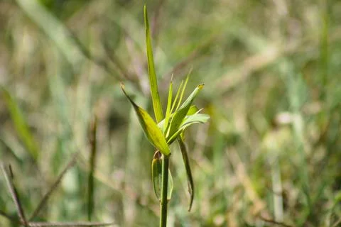 Pitkin marsh lily leaves closeup view with blurred background Stock Photos