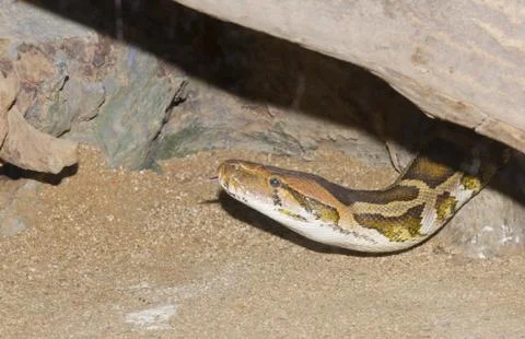 The piton Stock Photos