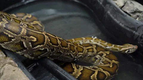 Piton regal.The ball python Python regius , also called the royal python, is a Stock-Footage 166455574