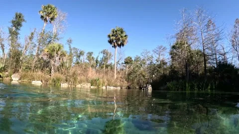 Pitt Spring Stock Footage 228707335