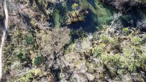 Pitt Spring Stock Footage 228708258