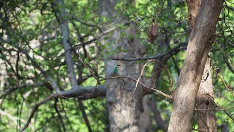 Pitta bird elegantly perched in Tadoba national park Stock Footage 339664150