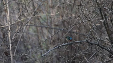 Pitta preening,  seen here the bird is preening itself Stock Footage 278520262