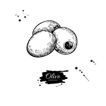 Pitted olive. Hand drawn vector illustration. Isolated drawing on white backg Stock Illustration