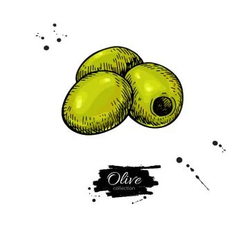 Pitted olive. Hand drawn vector illustration. Isolated drawing on white backg Stock Illustration