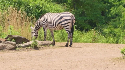 Pittsburgh Zoo 库存影片 222032677