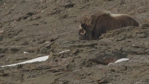 Pituffik Muskox Stock Footage 219496186