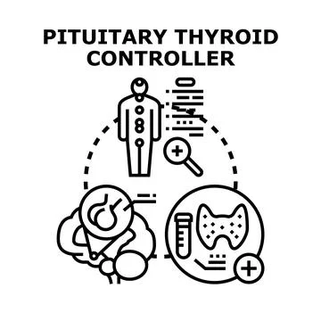 Pituitary gland controlling thyroid hormone regulation Stock Illustration