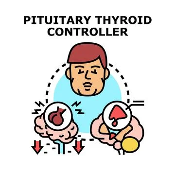 Pituitary gland controlling thyroid hormone production concept Stock Illustration