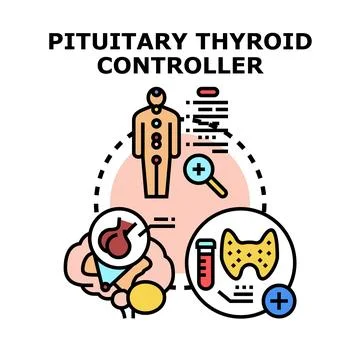 Pituitary gland controlling thyroid hormone regulation Stock Illustration