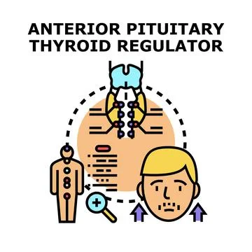 Pituitary gland controlling thyroid hormones regulation Stock Illustration