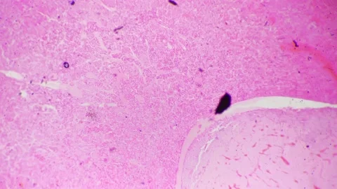 Pituitary gland of the human in cross section filmed under microscope 40x for Stock Footage 229551830