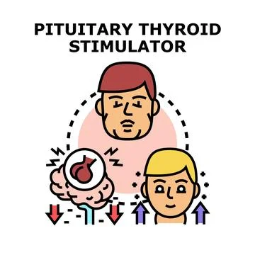 Pituitary gland stimulating thyroid hormone concept Stock Illustration