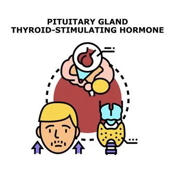 Pituitary gland stimulating thyroid hormone production Stock Illustration