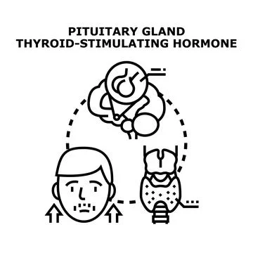 Pituitary gland stimulating thyroid hormone production Stock Illustration