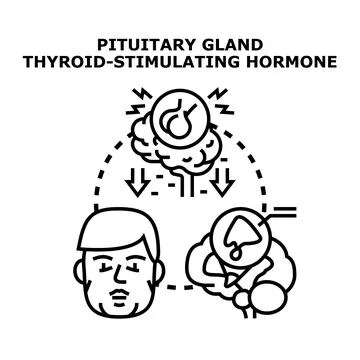 Pituitary gland thyroid stimulating hormone regulation process Stock Illustration