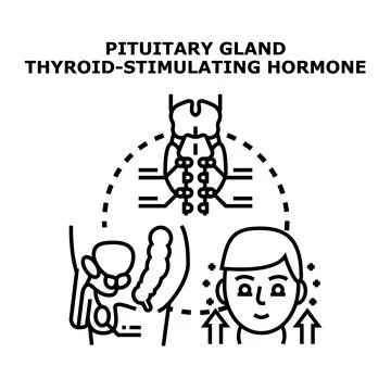 Pituitary gland thyroid stimulating hormone illustration Stock Illustration