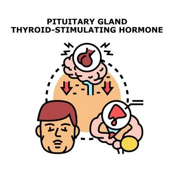 Pituitary gland thyroid stimulating hormone regulation process Stock Illustration