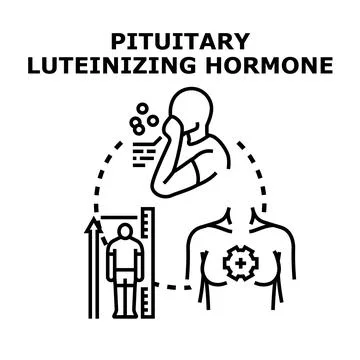 Pituitary luteinizing hormone regulating human body physiology Stockillustratie