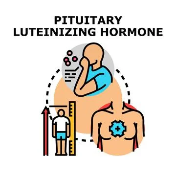 Pituitary luteinizing hormone regulating human body physiology 库存插图