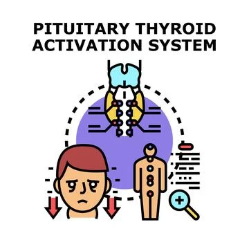 Pituitary thyroid activation system concept illustration Stock Illustration