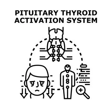 Pituitary thyroid activation system concept illustration Stock Illustration