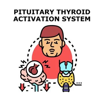 Pituitary thyroid activation system medical concept illustration Stock Illustration