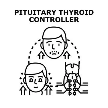 Pituitary thyroid controller regulating human endocrine system Stock Illustration