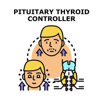 Pituitary thyroid controller regulating human endocrine system Stock Illustration