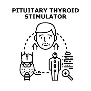 Pituitary thyroid stimulator controlling human endocrine system Stock Illustration
