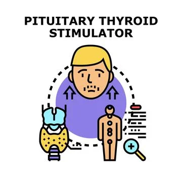 Pituitary thyroid stimulator controlling human endocrine system Stock Illustration