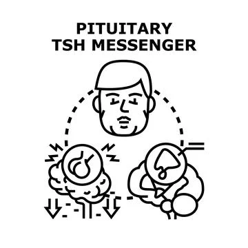 Pituitary tsh messenger hormone regulating thyroid gland Stock Illustration