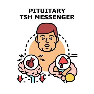 Pituitary tsh messenger hormone regulating thyroid gland Stock Illustration