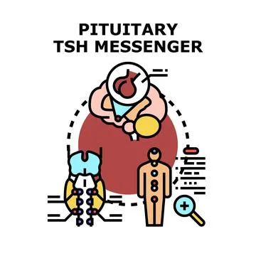 Pituitary tsh messenger system concept illustration Stock Illustration