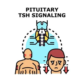 Pituitary tsh signaling affecting human endocrine system Stock Illustration