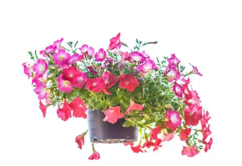 Pitunia flower on white background Photos